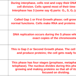 Meiosis gizmo answer key pdf