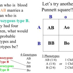 Punnett square blood type worksheet