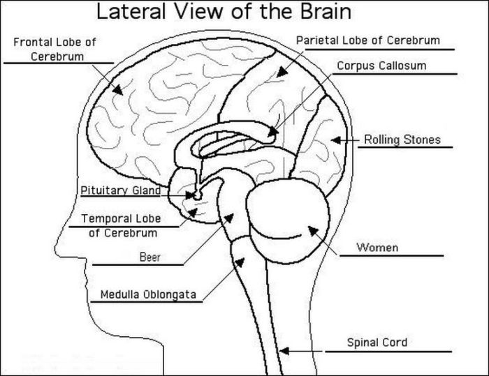 Bbc battle of the brains worksheet answers