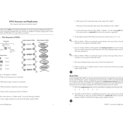 Dna and replication worksheet answer key