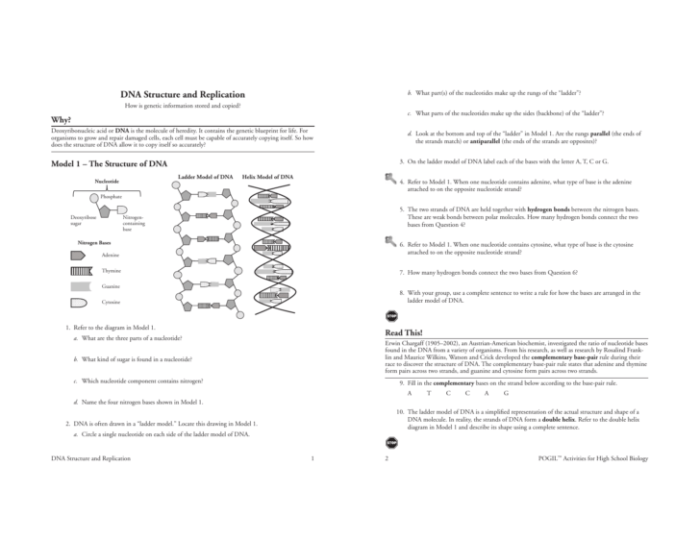 Dna and replication worksheet answer key