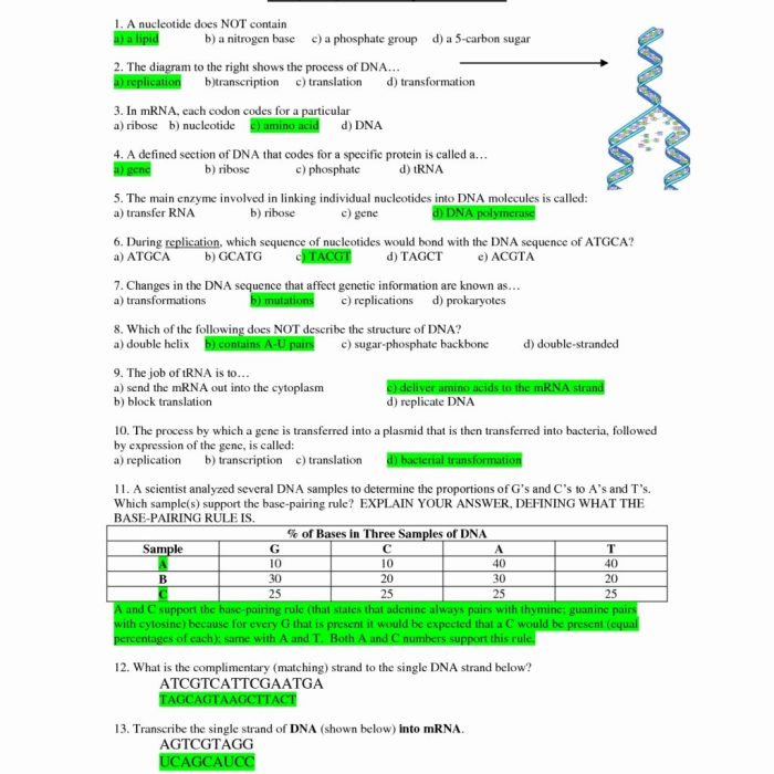 Dna replication answers worksheet structure worksheeto via