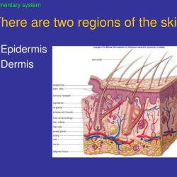 Concept map skin regions and layers