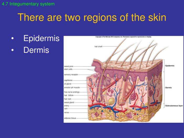 Concept map skin regions and layers