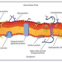 Ap biology membrane structure and function worksheet pdf