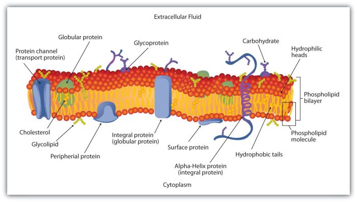 Ap biology membrane structure and function worksheet pdf