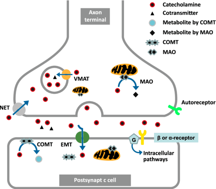 Catecholamines are responsible for which of the following actions nasm