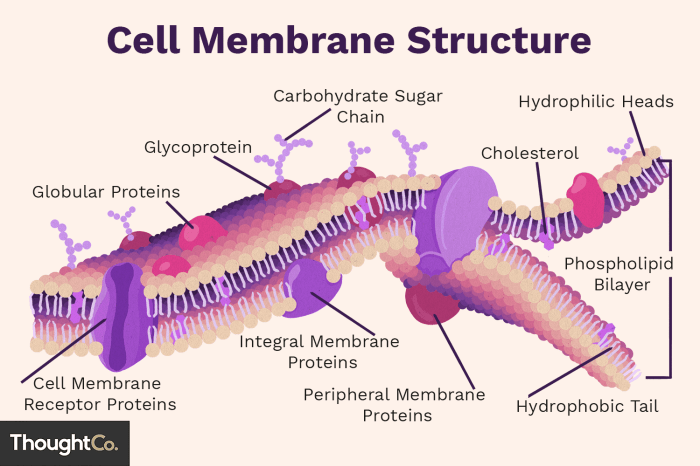 Ap biology membrane structure and function worksheet pdf