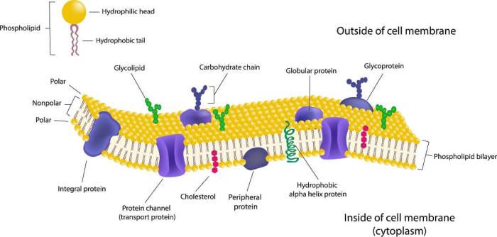 Ap biology membrane structure and function worksheet pdf