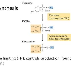 Catecholamines monoamines other analysis nacalai