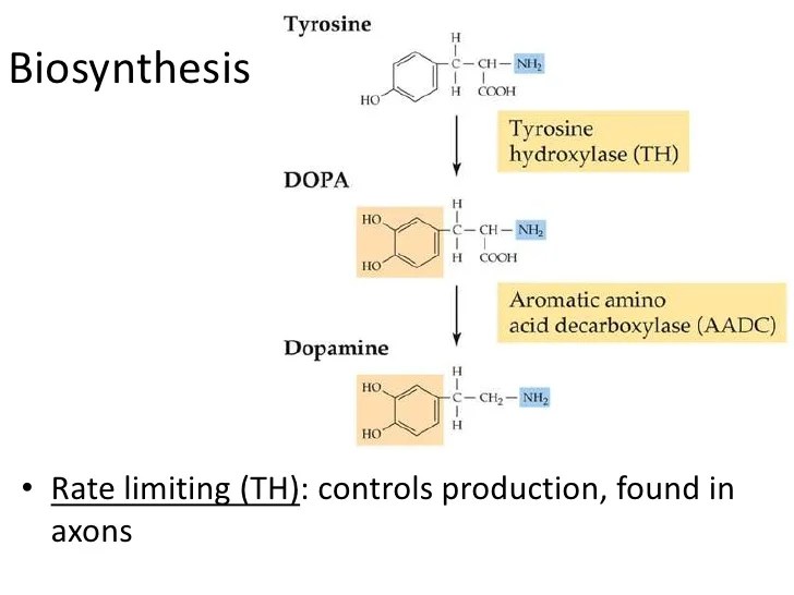 Catecholamines monoamines other analysis nacalai