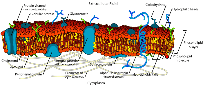 Ap biology membrane structure and function worksheet pdf