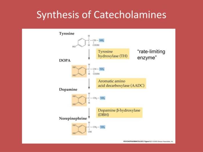 Catecholamines are responsible for which of the following actions nasm